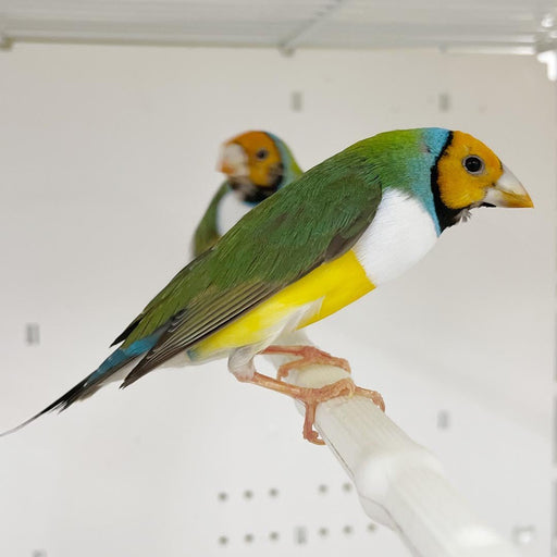 Lady Gouldian Finch - Orange Head Green Back - New York Bird Supply