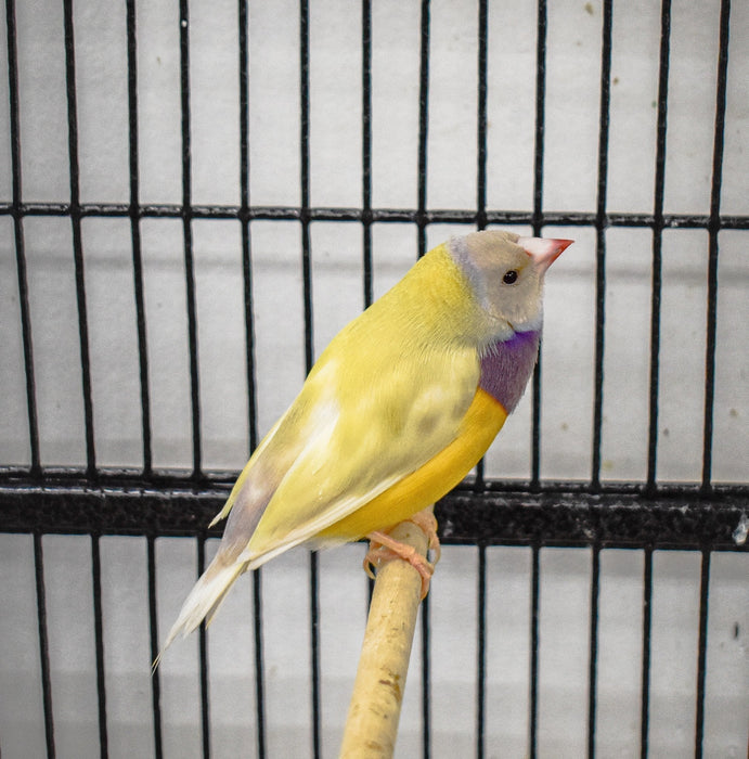 Lady Gouldian Finch - Orange Head Yellow Back - New York Bird Supply