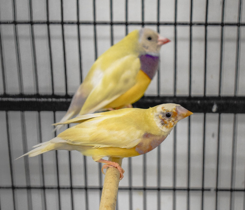 Lady Gouldian Finch - Orange Head Yellow Back - New York Bird Supply