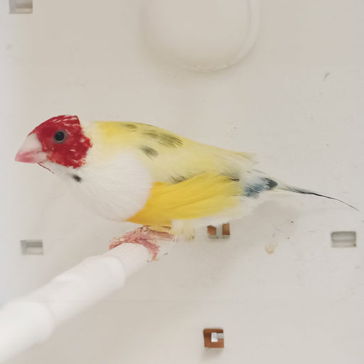 Lady Gouldian Finch - Pied - New York Bird Supply