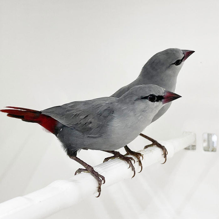 Lavender Waxbill - New York Bird Supply