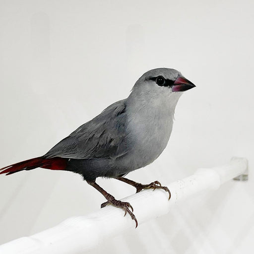 Lavender Waxbill - New York Bird Supply