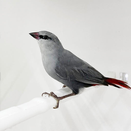 Lavender Waxbill - New York Bird Supply