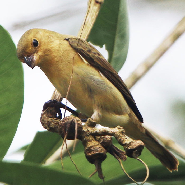 Lined Seedeater - New York Bird Supply