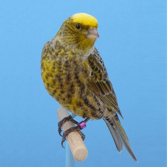 Lizard Canary - New York Bird Supply