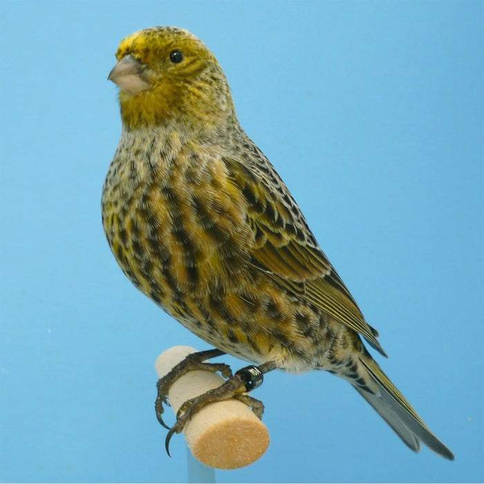 Lizard Canary - New York Bird Supply