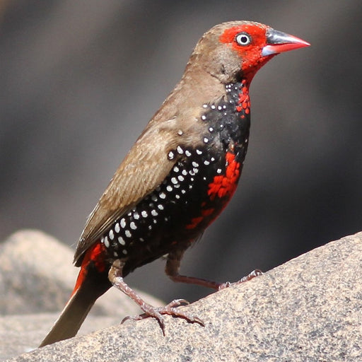 Painted Finch - New York Bird Supply