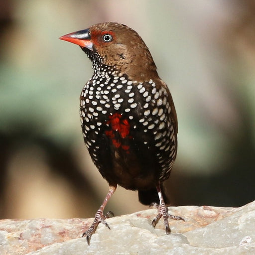 Painted Finch - New York Bird Supply