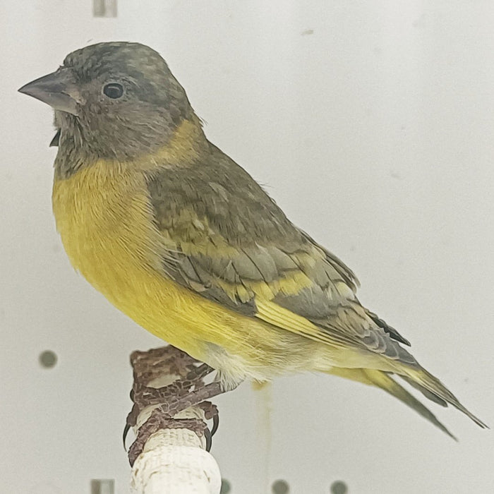 Pastel Black-Hooded Siskin - New York Bird Supply