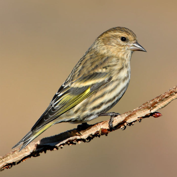 Pine Siskin Hybrid - New York Bird Supply