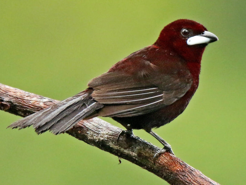 Silver-beaked Tanager - New York Bird Supply