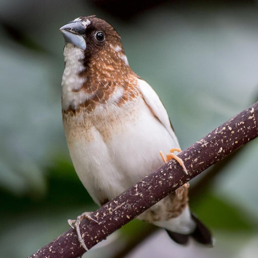 Society Finch - New York Bird Supply