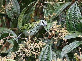 Spotted Tanager - New York Bird Supply