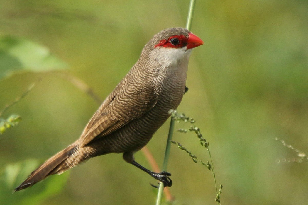 St Helena Waxbill Finch - New York Bird Supply