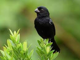 Variable Seedeater - New York Bird Supply