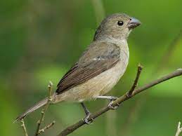 Wing-barred Seedeater - New York Bird Supply