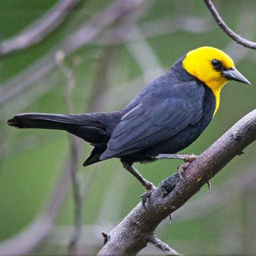 Yellow-Hooded Blackbird - New York Bird Supply