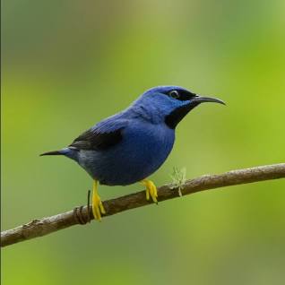 Yellow-Legged Honeycreeper - New York Bird Supply