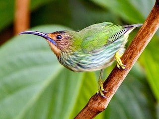 Yellow-Legged Honeycreeper - New York Bird Supply