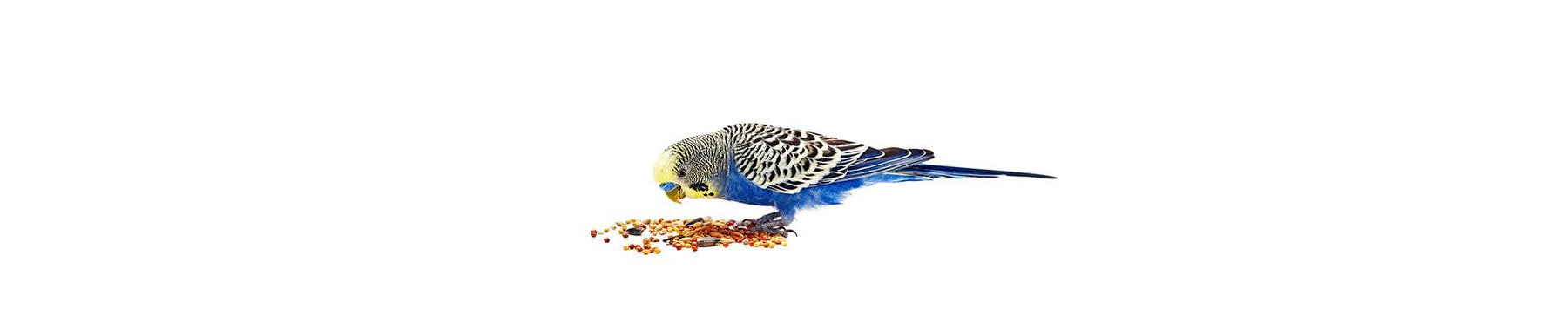 Are Your Pet Birds Getting The Most Out Of Its Food? - New York Bird Supply