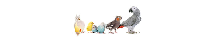 The Many Sizes of Pet Birds - New York Bird Supply
