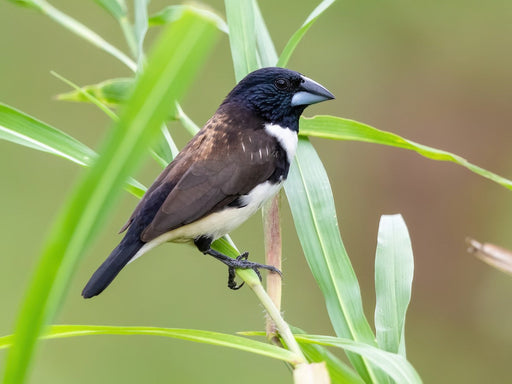 Magpie Manakin - New York Bird Supply