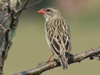 Red-billed Quelea - New York Bird Supply