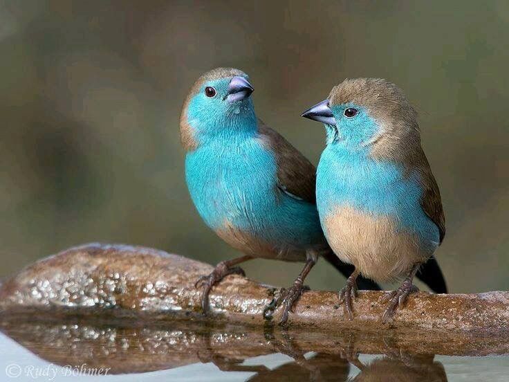 Cordon Blue Waxbill