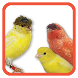 Canary Blends