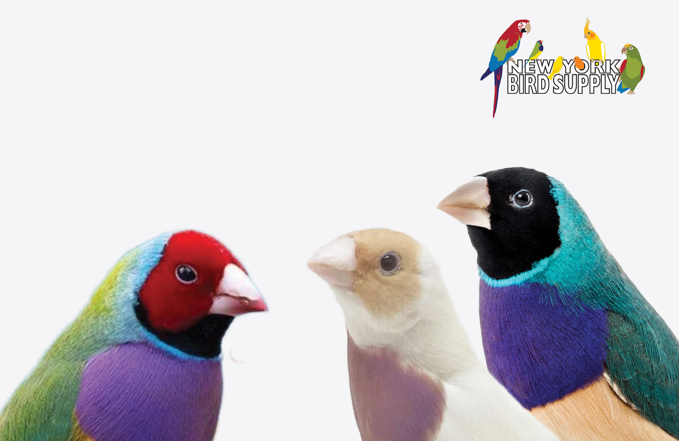 Birds for Sale Desktop Image