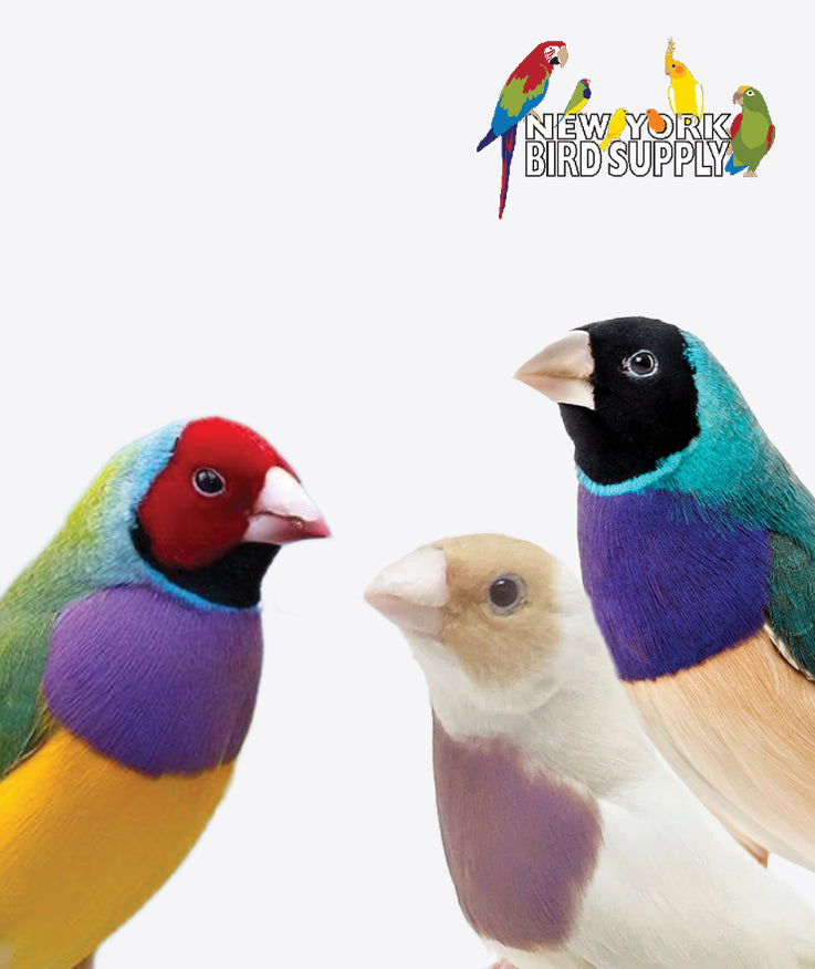 Birds for Sale Desktop Image