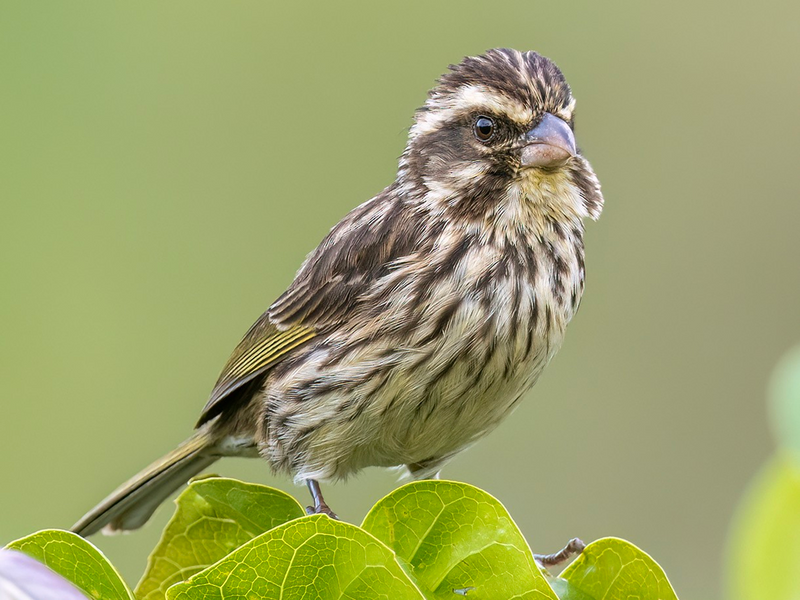 Streaky Seedeaters