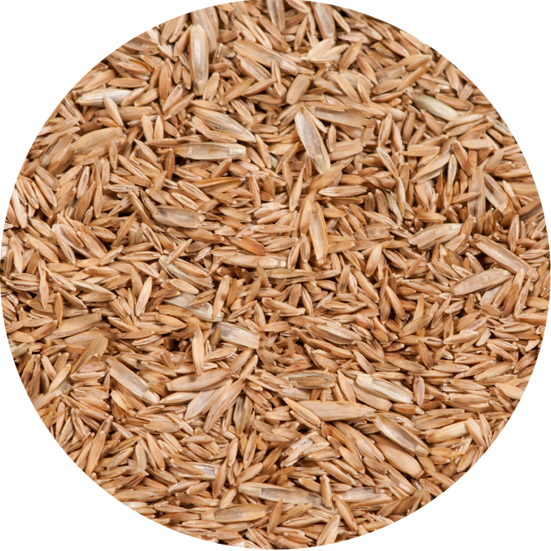 Tall Fescue Seed - New York Bird Supply