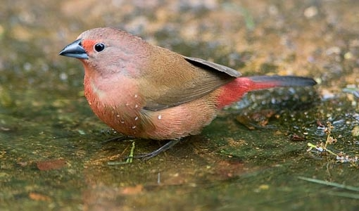 Jameson Firefinch - New York Bird Supply