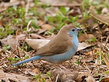 Cordon Blue Waxbill