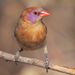 Violet-eared Waxbill - New York Bird Supply