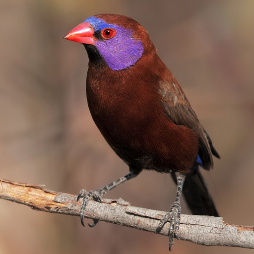 Violet-eared Waxbill - New York Bird Supply