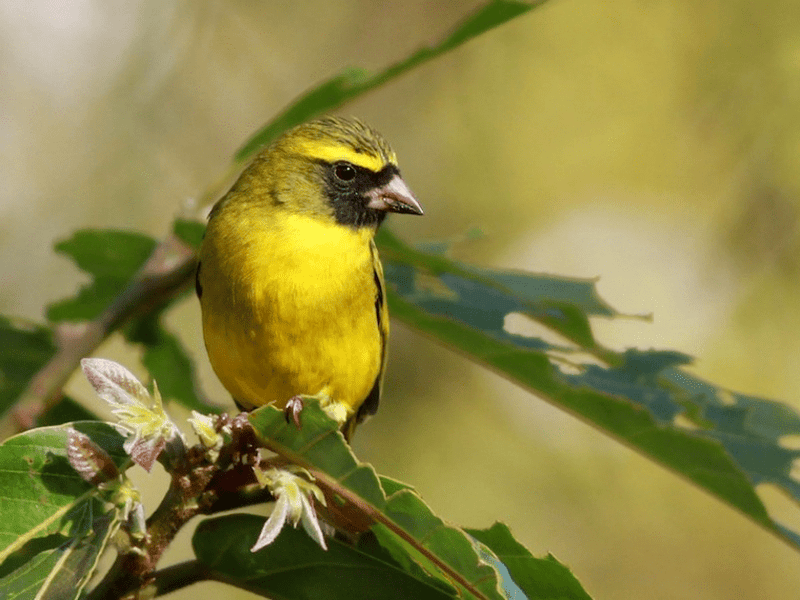 African Citril - New York Bird Supply