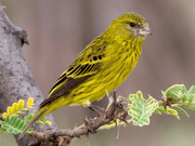 African Citril - New York Bird Supply