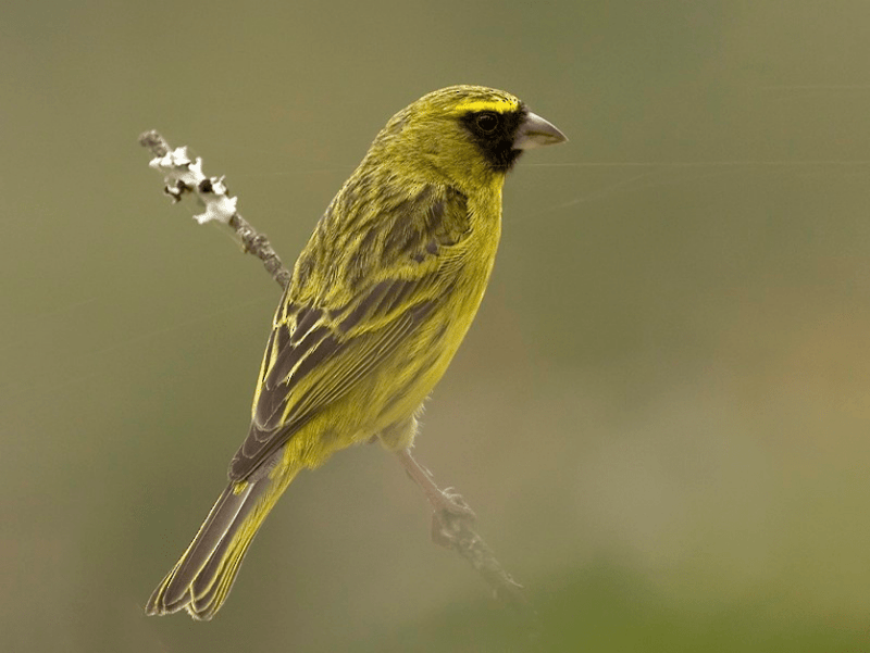 African Citril - New York Bird Supply