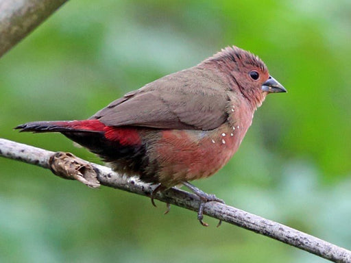 African FireFinch - New York Bird Supply