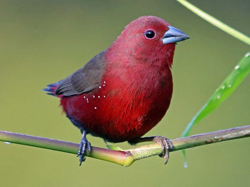 African FireFinch - New York Bird Supply