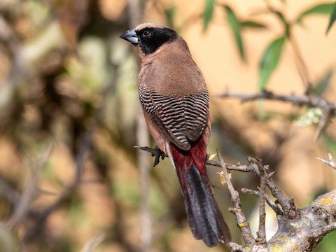Black Cheeked Waxbill - New York Bird Supply