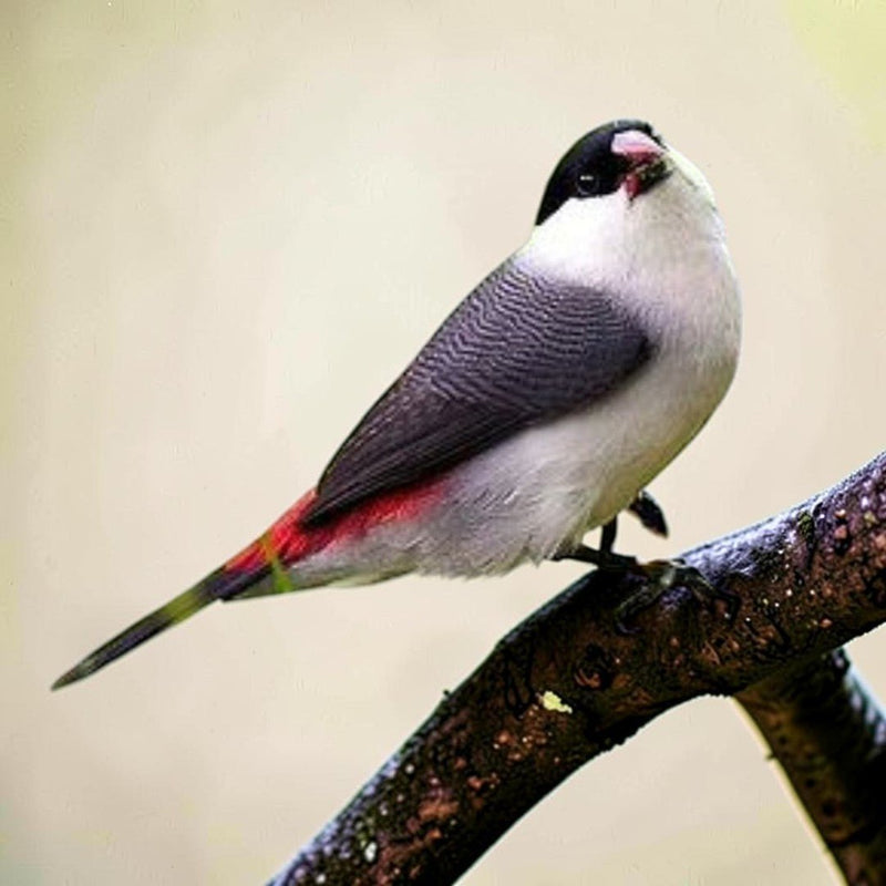Black Crowned Waxbill - New York Bird Supply