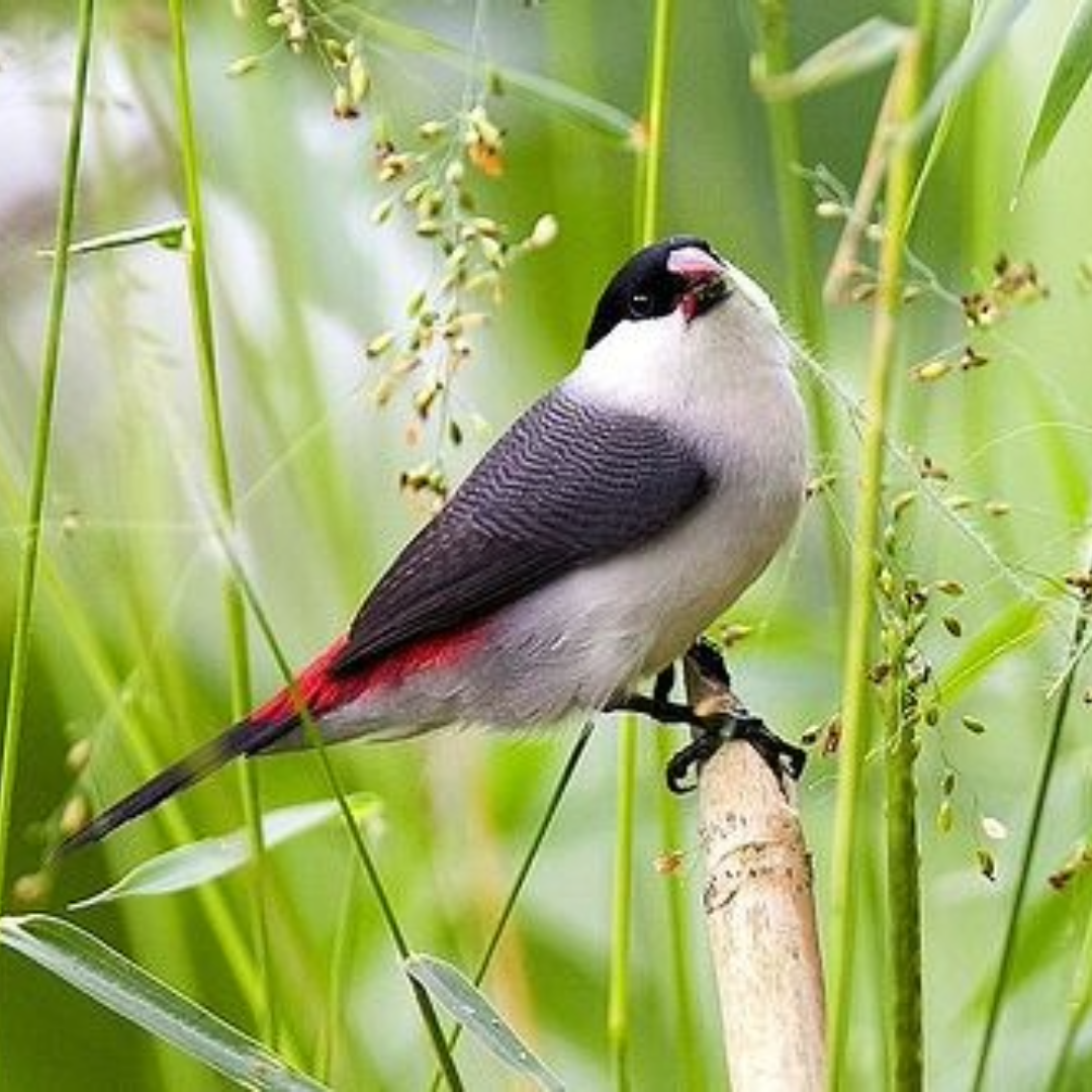 New Bird Arrivals