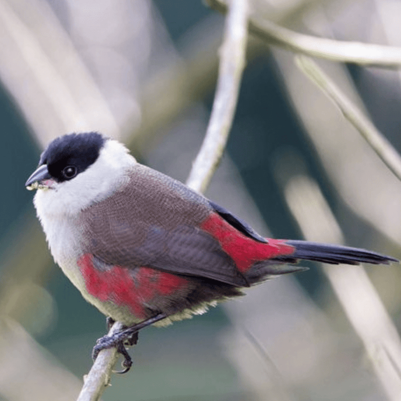 Black Crowned Waxbill - New York Bird Supply