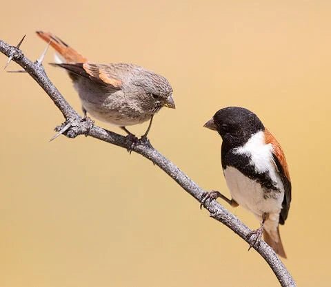 Black Headed Canary - New York Bird Supply