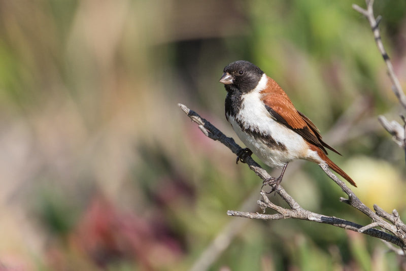 Black Headed Canary - New York Bird Supply