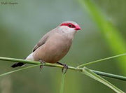 Black - Rumped (Red - Eared) Waxbill - New York Bird Supply