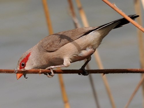 Black - Rumped (Red - Eared) Waxbill - New York Bird Supply